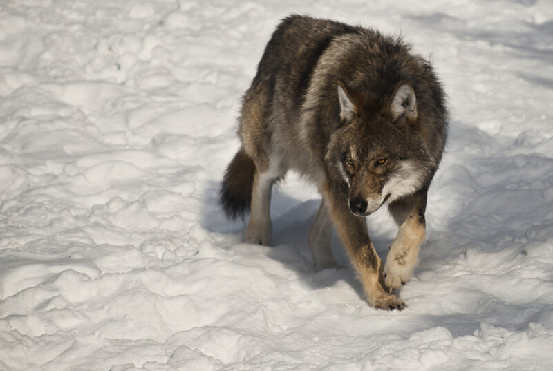 Wolf Walking in Snow — White