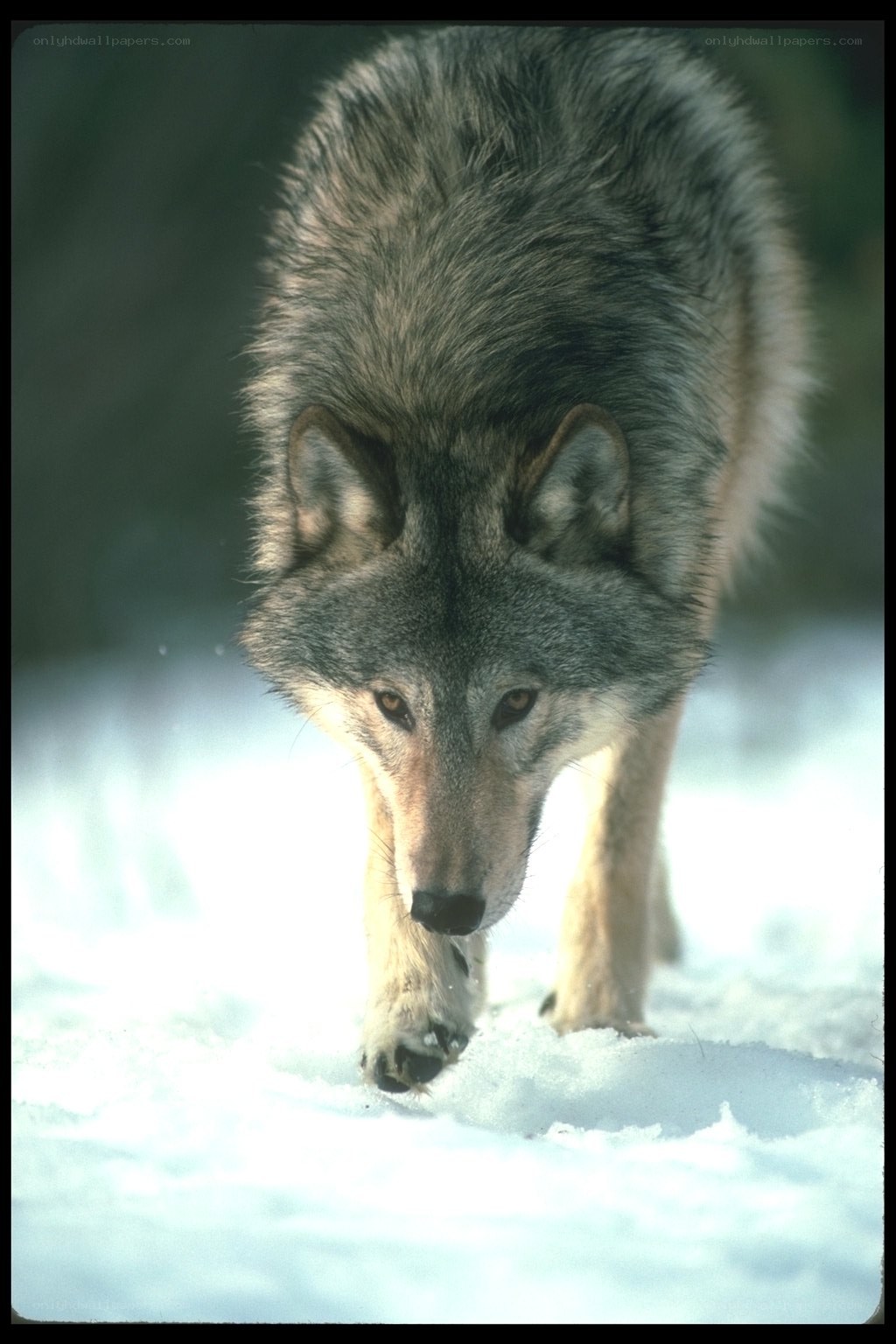 wolf walking in snow
