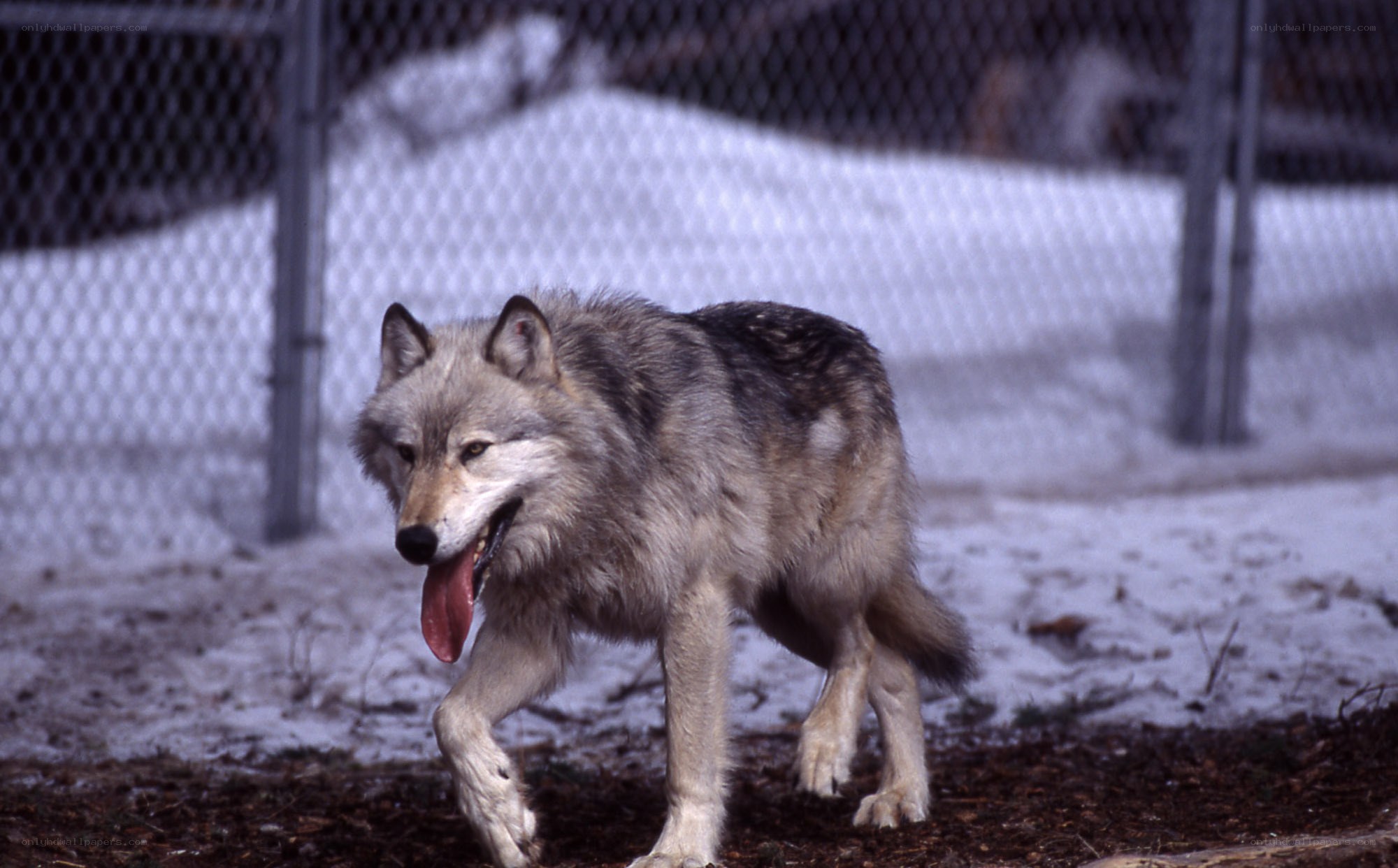 wolf walking in snowy enclosure