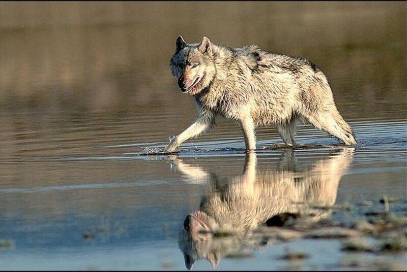 Wolf Walking in Water — Gray