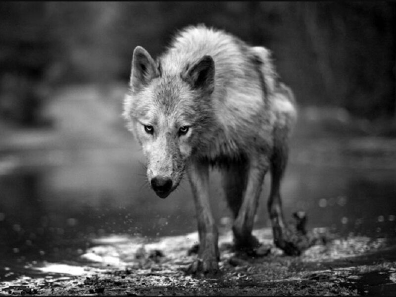 Wolf Walking in Water