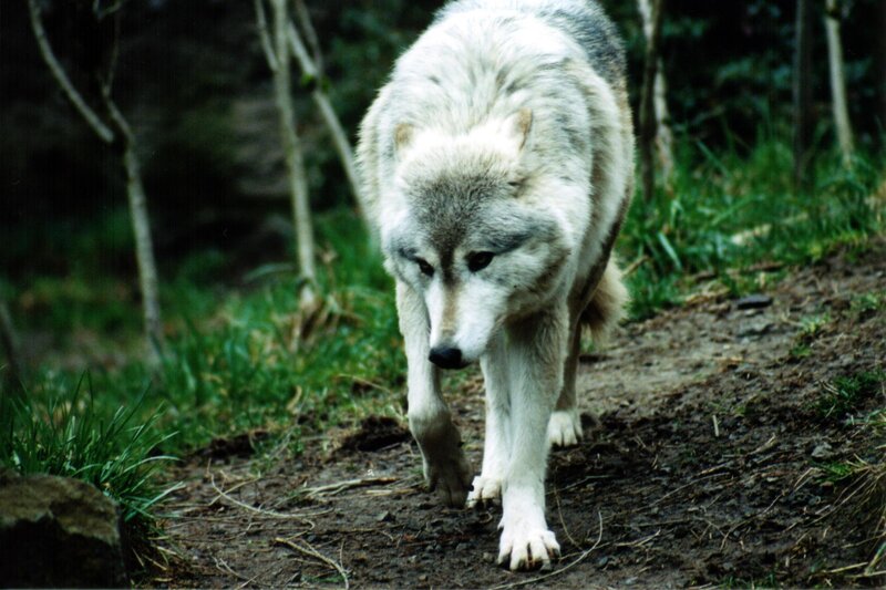 wolf walking on a forest path
