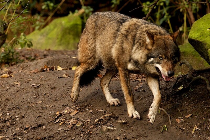 Wolf Walking on Dirt — Brown