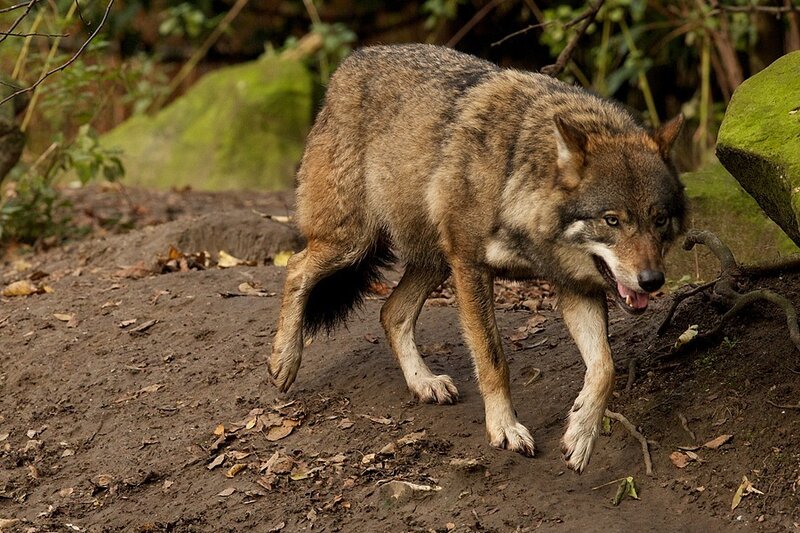 Wolf Walking on Dirt