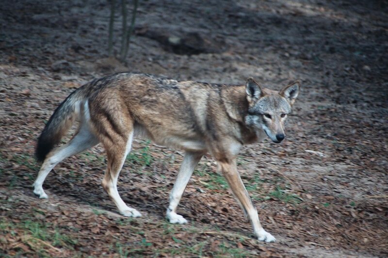 Wolf Walking on Forest Floor — Brown