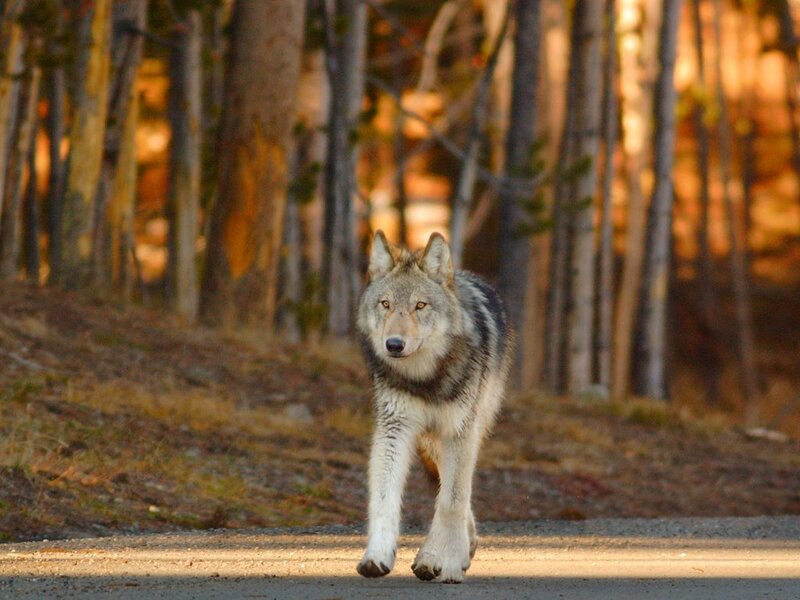 wolf walking on forest path