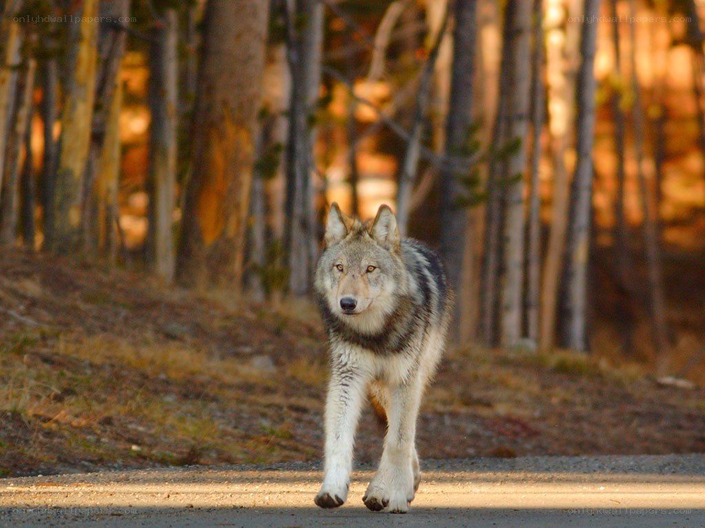 wolf walking on forest path