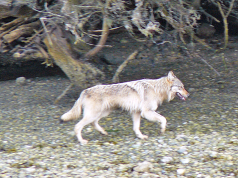 Wolf Walking on Gravel