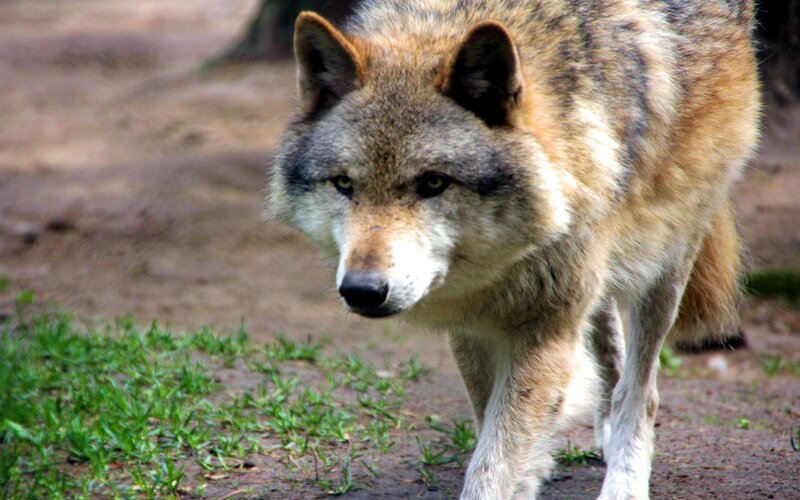 Wolf Walking on Ground