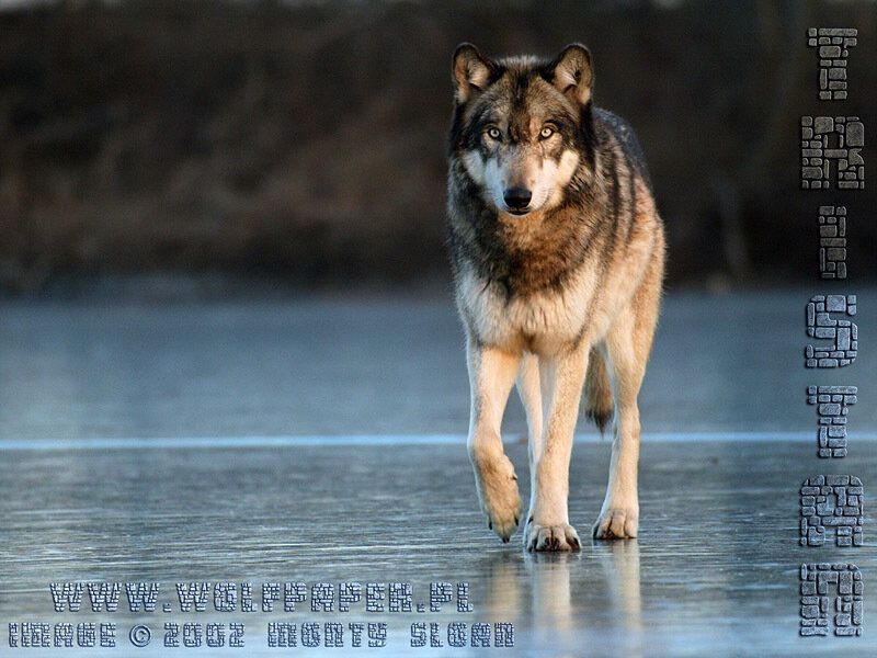 Wolf Walking on Ice