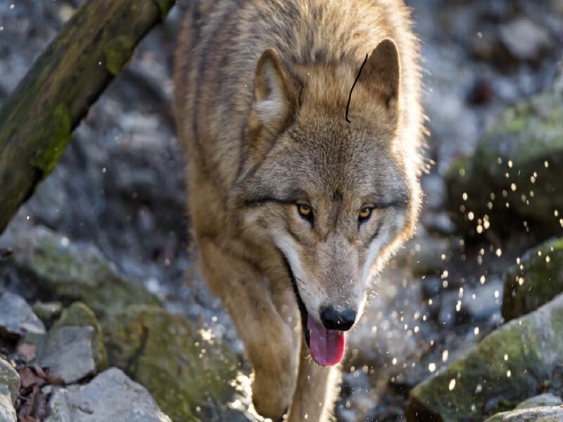 Wolf Walking on Rocks — Gray
