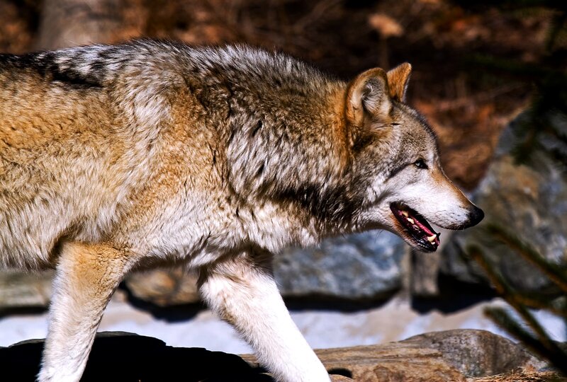 Wolf Walking on Rocks