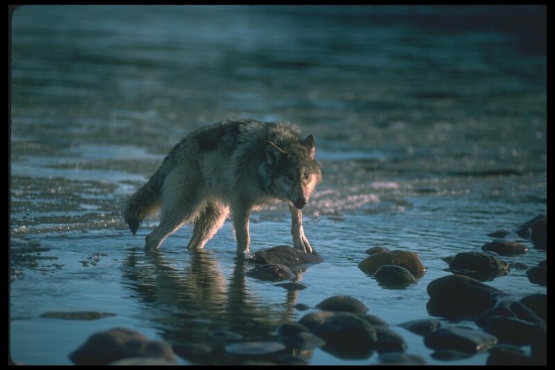 wolf walking through river