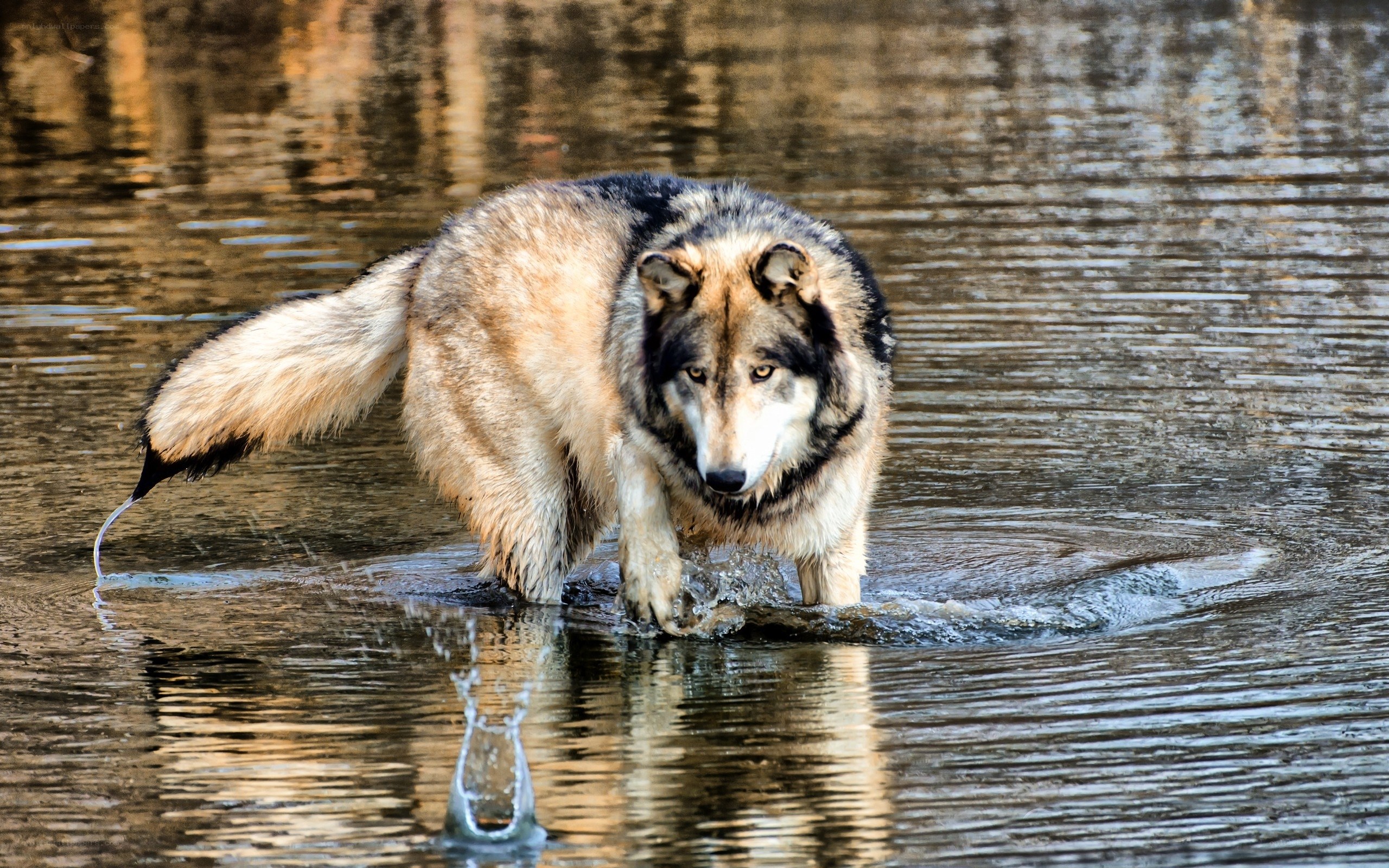 wolf walking through water