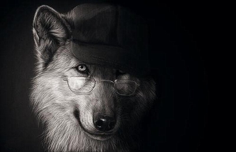 Wolf Wearing Hat and Glasses
