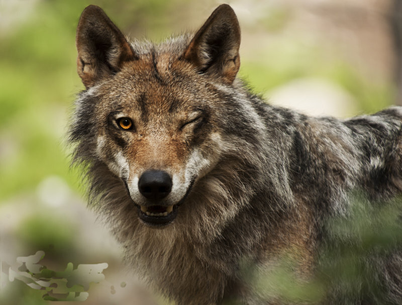 Wolf Winking in Forest