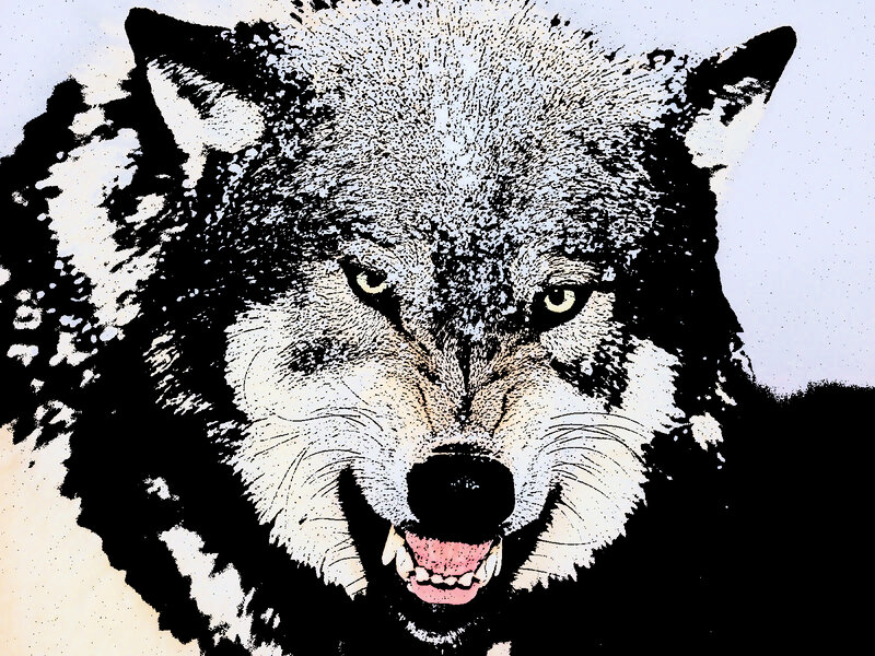 Wolf with Bared Teeth — Black