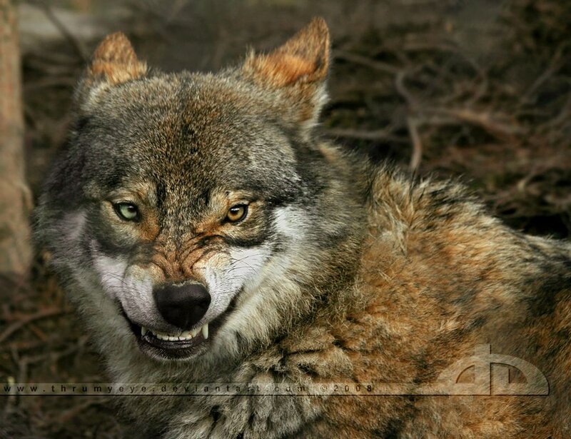 Wolf with Bared Teeth — Gray, Intense, Photograph