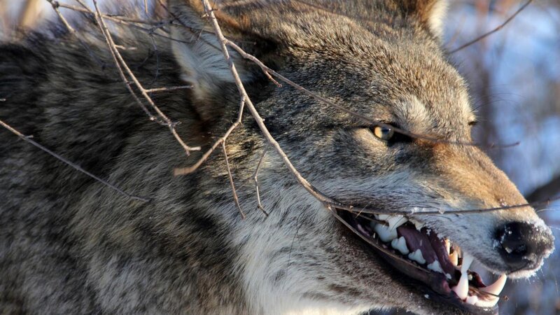 Wolf with Bared Teeth — Gray, Intense