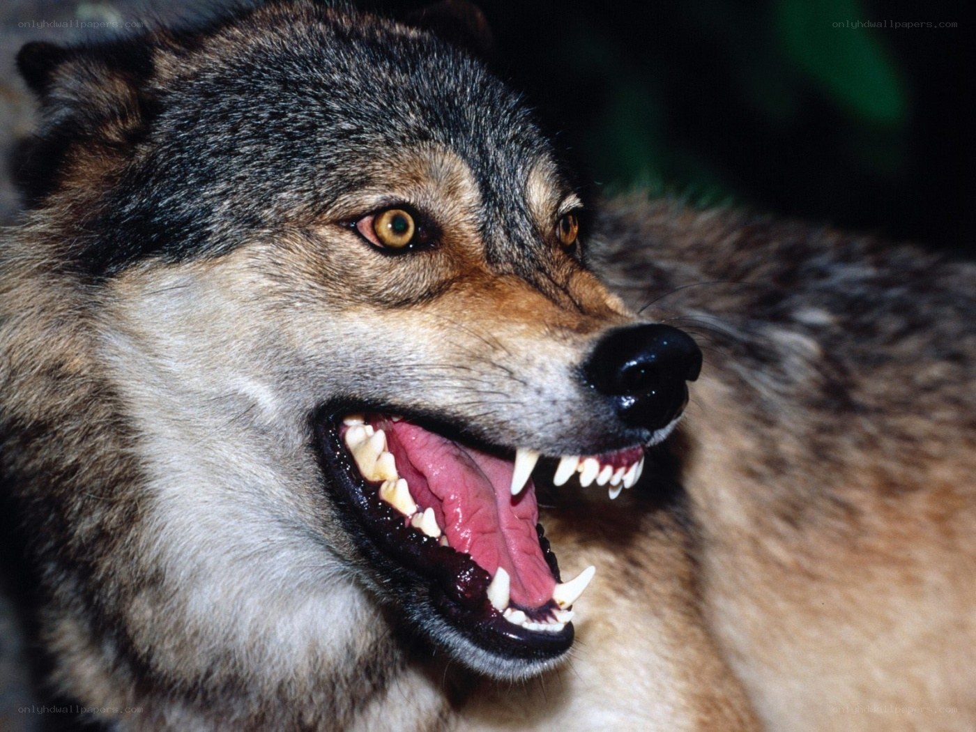 wolf with bared teeth