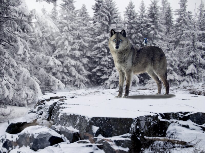 Wolf with Bird on Back