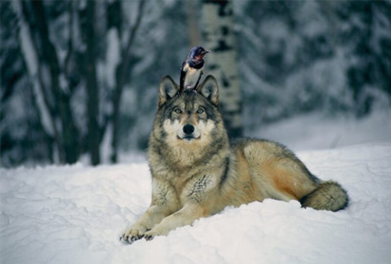 Wolf with Bird on Head