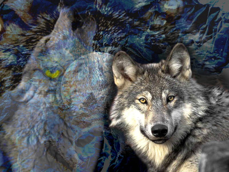 wolf with blue abstract background