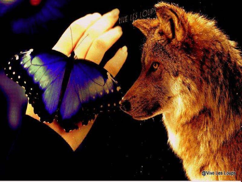 Wolf with Blue Butterfly