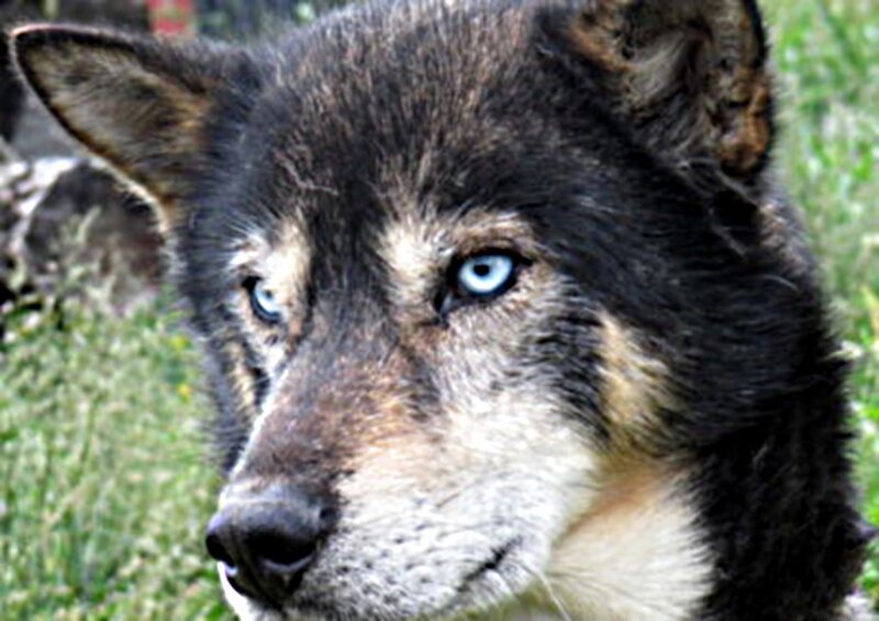 Wolf with Blue Eyes — Black, Calm