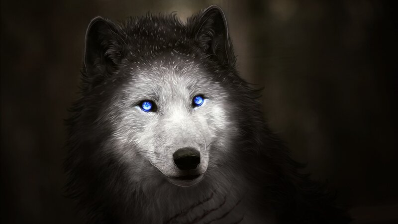 Wolf with Blue Eyes — Black, Dramatic, Night