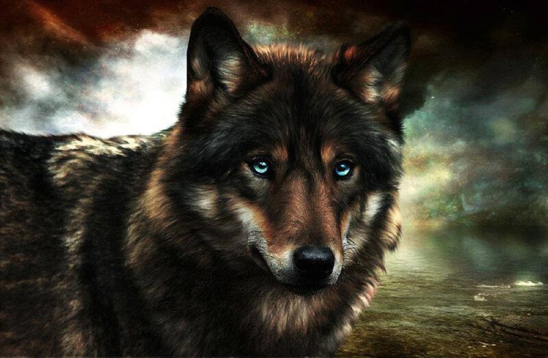Wolf with Blue Eyes — Black, Dramatic