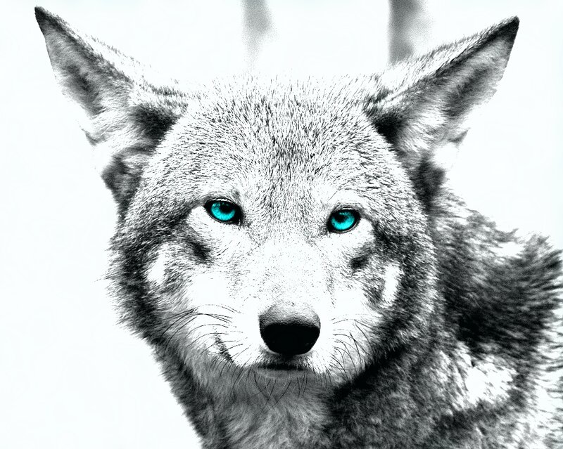 Wolf with Blue Eyes — Black, Intense