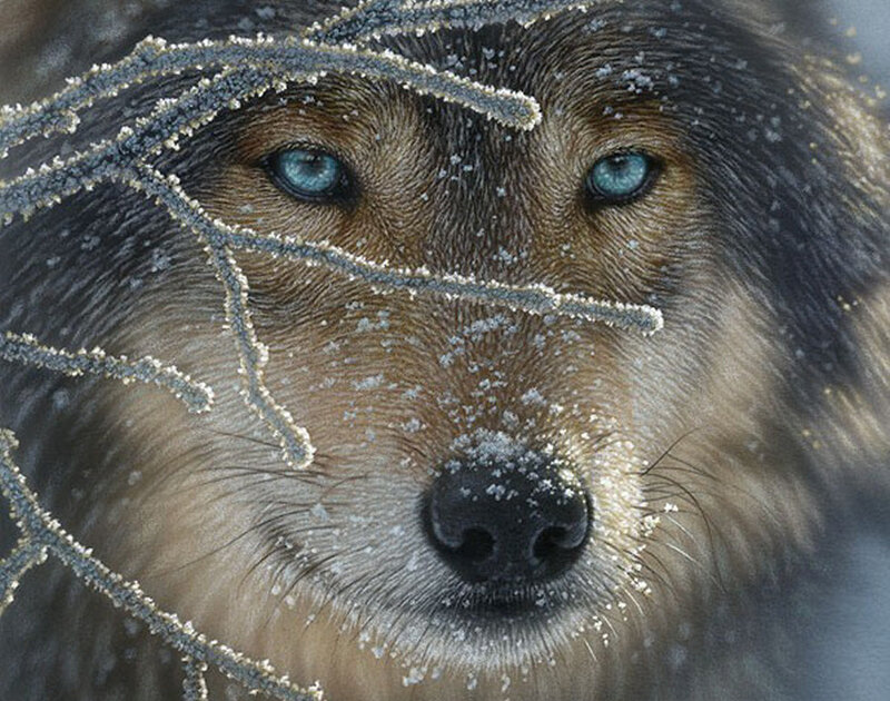 Wolf with Blue Eyes — Brown, Cold