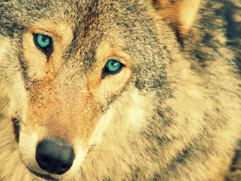 Wolf with Blue Eyes — Brown, Intense, Photograph