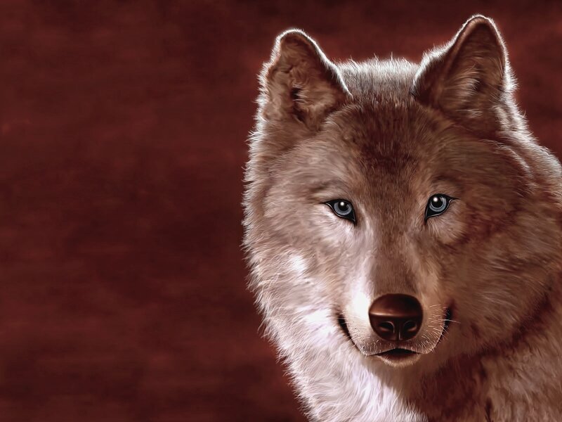 Wolf with Blue Eyes — Brown, Intense