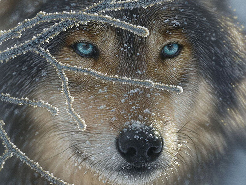 Wolf with Blue Eyes — Brown