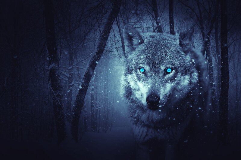 Wolf with Blue Eyes — Dark, Mysterious