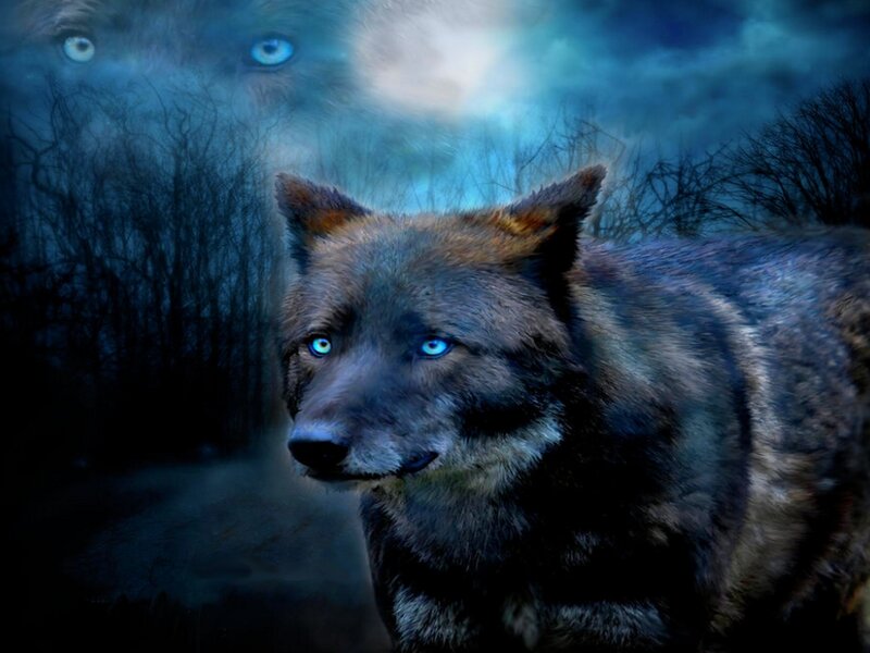Wolf with Blue Eyes — Dramatic