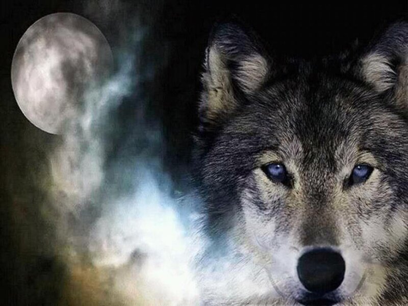 Wolf with Blue Eyes — Gray, Dramatic, Night