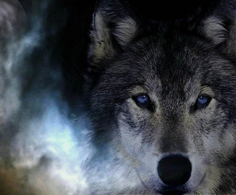 Wolf with Blue Eyes — Gray, Dramatic