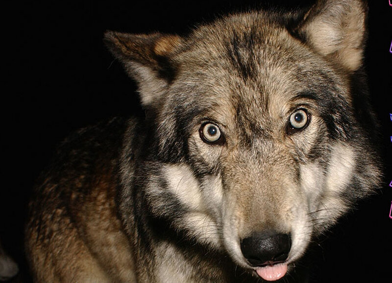 Wolf with Blue Eyes — Gray, Intense, Night