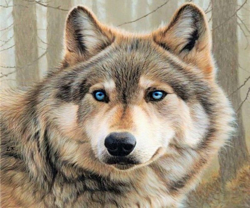 Wolf with Blue Eyes — Gray, Intense, Painting