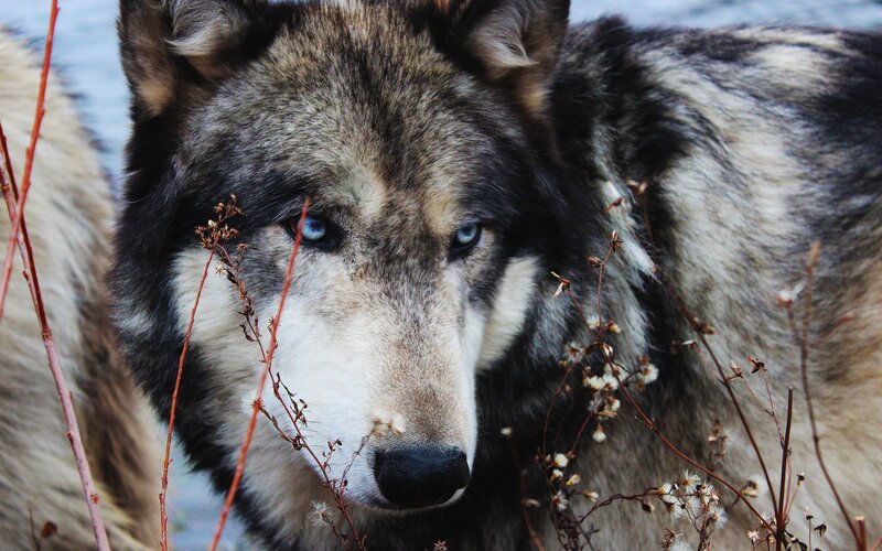 Wolf with Blue Eyes — Gray, Intense, Photograph, Dry Grass