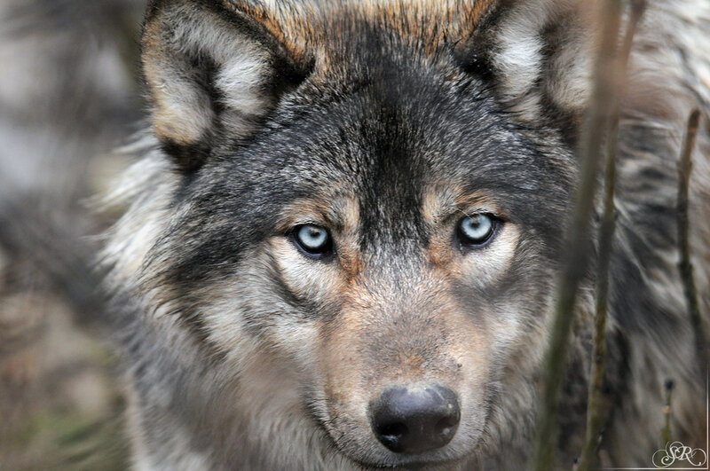 Wolf with Blue Eyes — Gray, Intense, Photograph, Fur