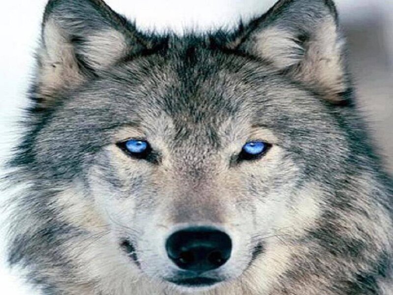 Wolf with Blue Eyes — Gray, Intense, Photograph