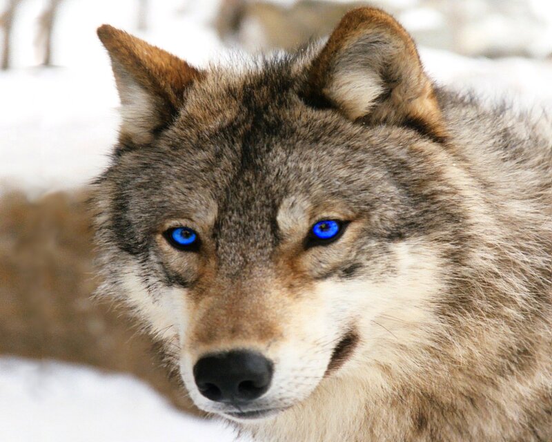 Wolf with Blue Eyes — Gray, Intense