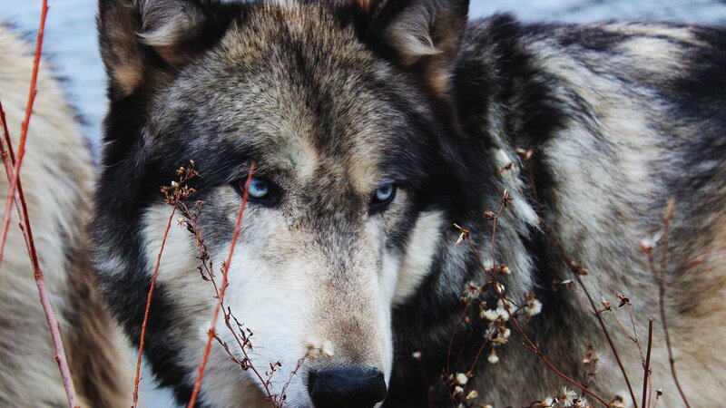 Wolf with Blue Eyes — Gray, Intense, Winter, Photograph