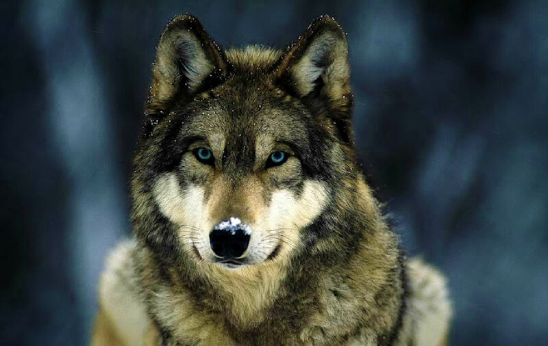 Wolf with Blue Eyes — Gray, Intense, Winter