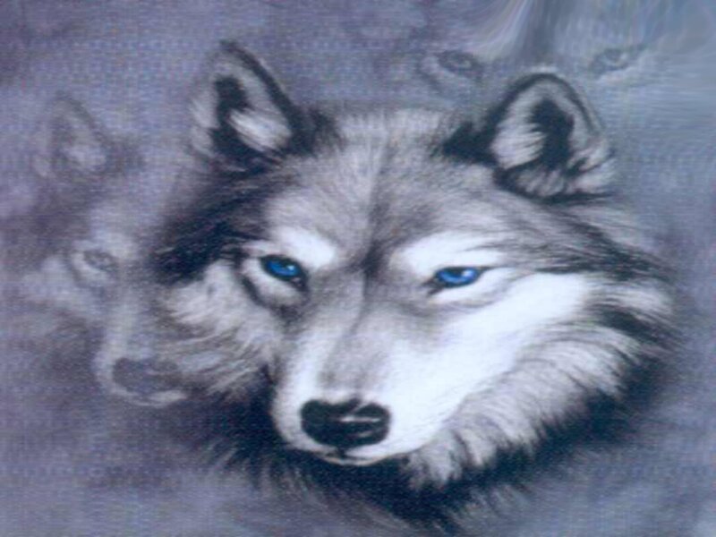 Wolf with Blue Eyes — Gray