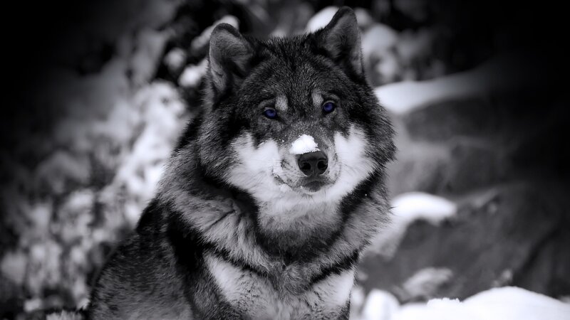 wolf with blue eyes in snow